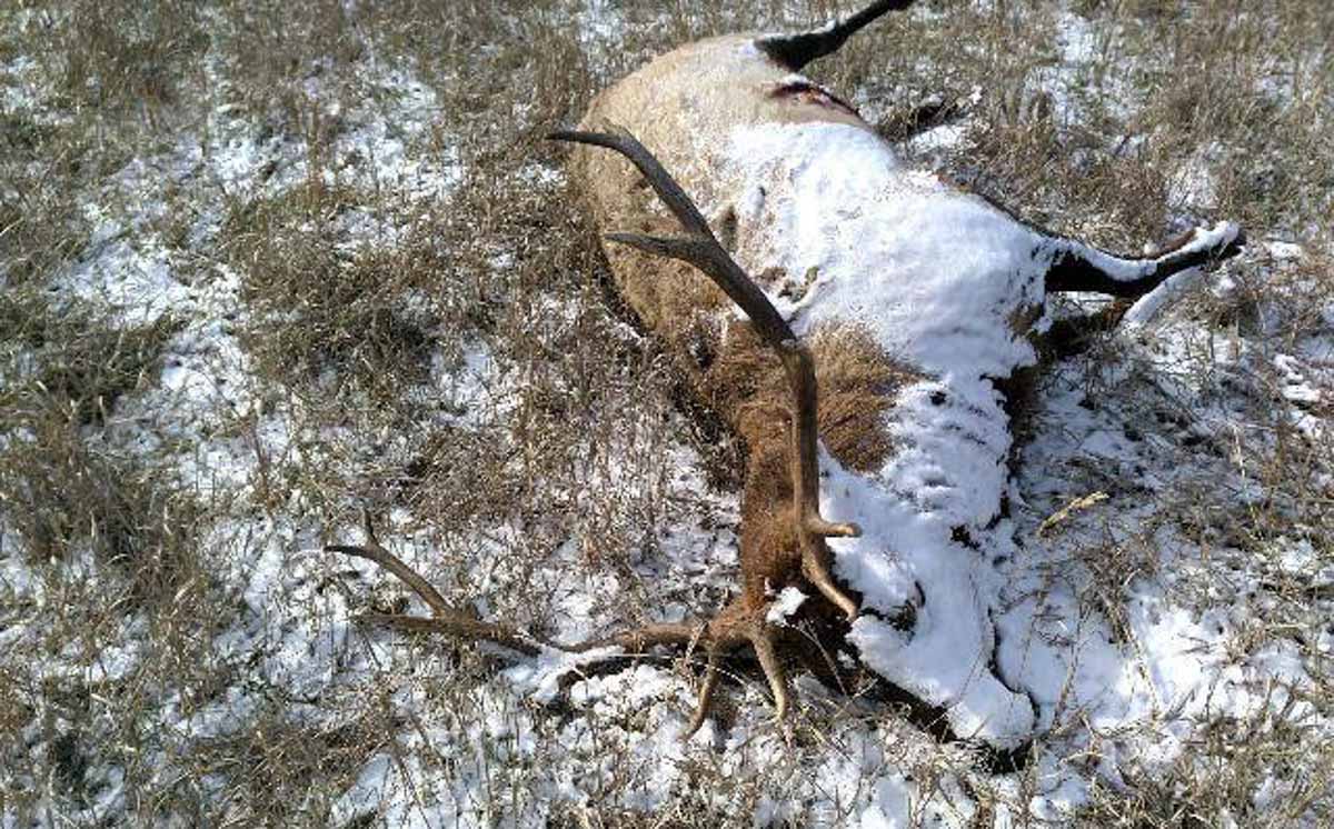 Elk Poacher(s) Sought in South Dakota Rocky Mountain Elk Foundation