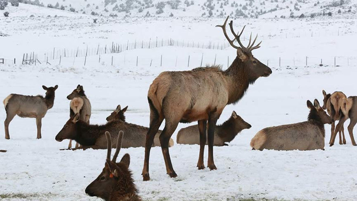 Utah’s Elk Festival Set for Dec. 7 Rocky Mountain Elk Foundation