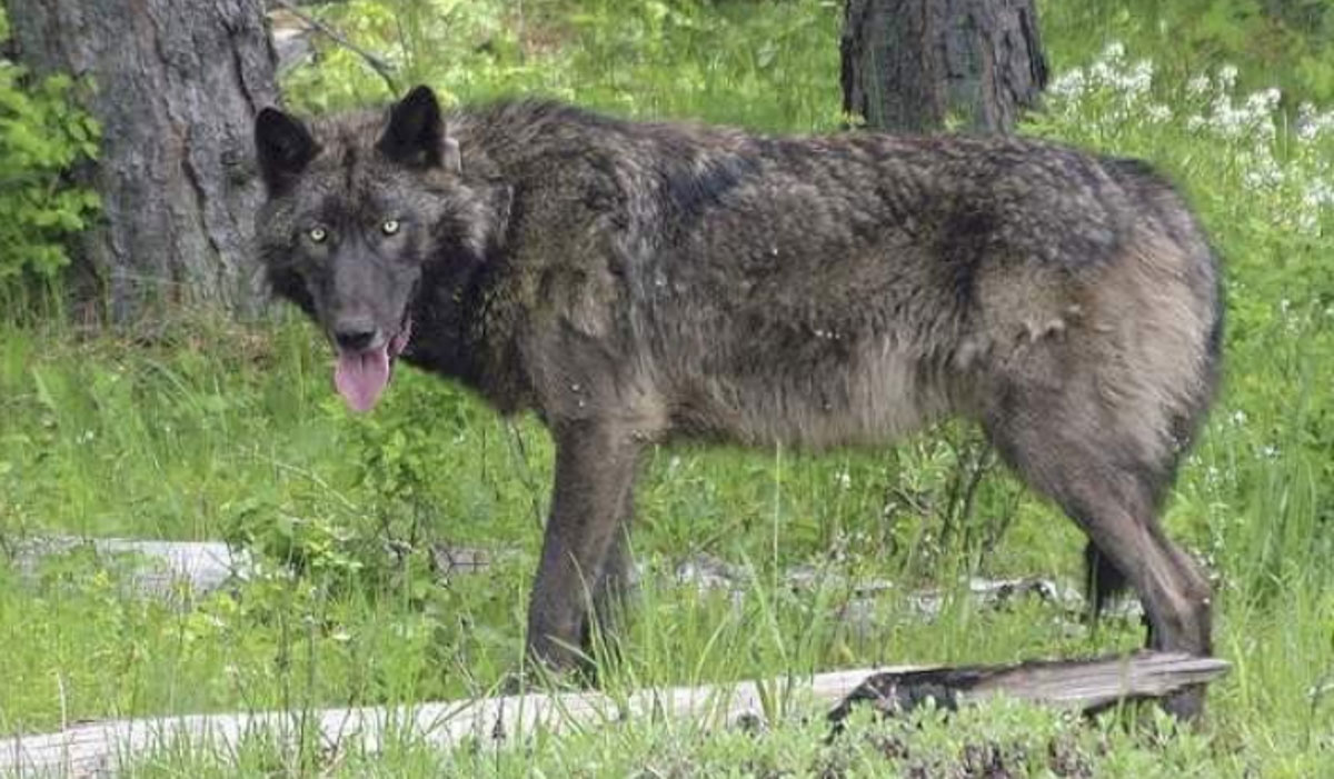 Court Boots Enviro Appeal, Oregon Wolves Remain Delisted | Rocky ...