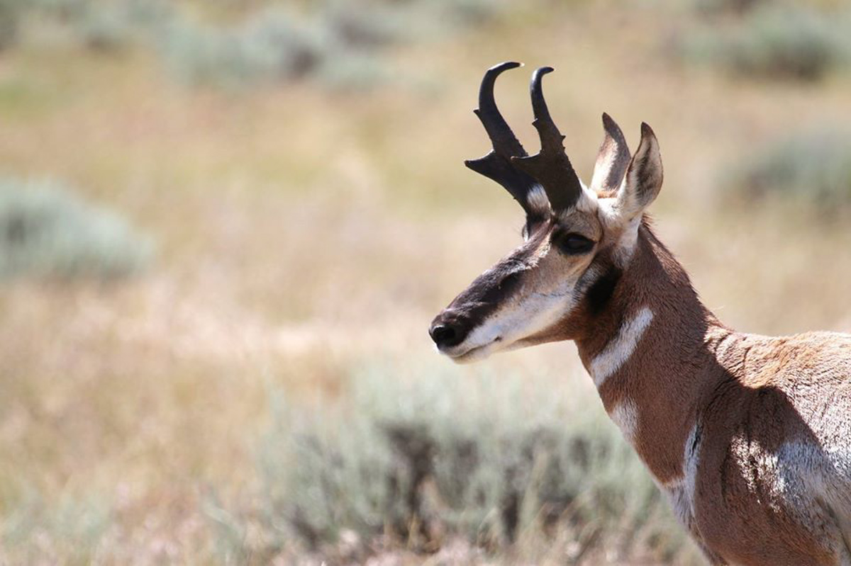 RMEF Assists with Wyoming Land Conservation Project | Rocky Mountain ...