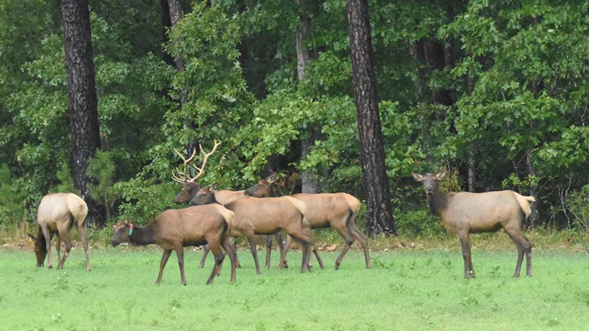 RMEF Remains Engaged as Possible Missouri Elk Hunt Nears Rocky