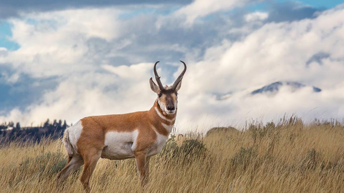 Train Collides with 64 Pronghorn in Southeast Idaho | Rocky Mountain ...