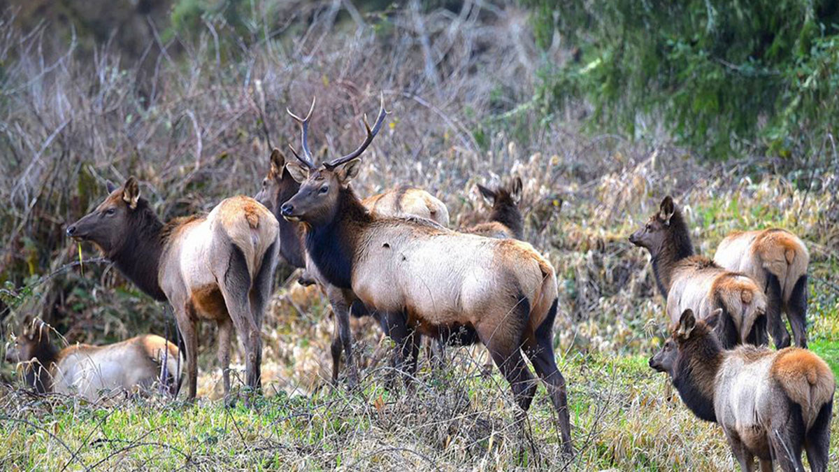 Elk Hoof Disease Confirmed in Southwest Oregon Rocky Mountain Elk