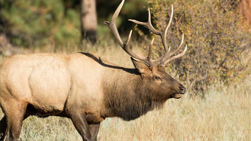 Arkansas to Hold 23rd Elk Hunt Season | Rocky Mountain Elk Foundation