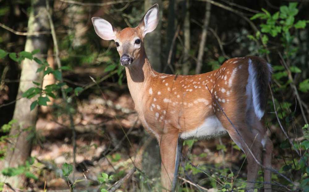 COVID-19 for Humans vs. CWD for Wildlife | Rocky Mountain Elk Foundation