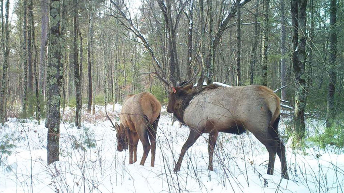 Deadline Approaches for 2020 Wisconsin Elk Hunt Rocky Mountain Elk