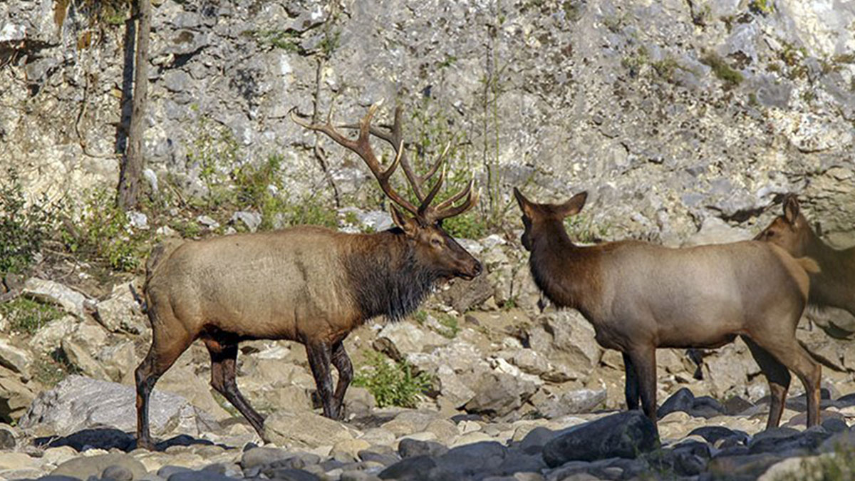 Buffalo River Elk Festival Cancelled in Arkansas Rocky Mountain Elk