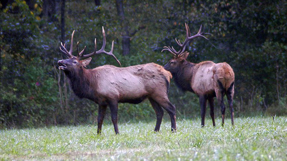 23 Drawn for 2020 Arkansas Elk Hunt Rocky Mountain Elk Foundation