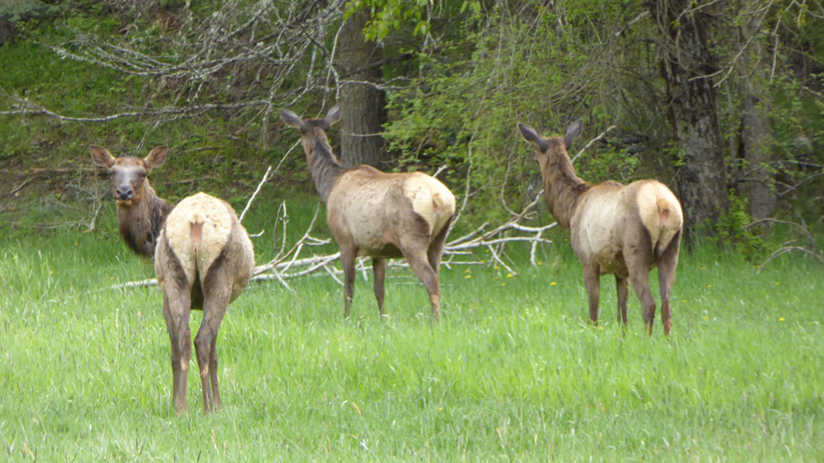 Early Idaho Elk Hunts Require Special Preparation Rocky Mountain Elk