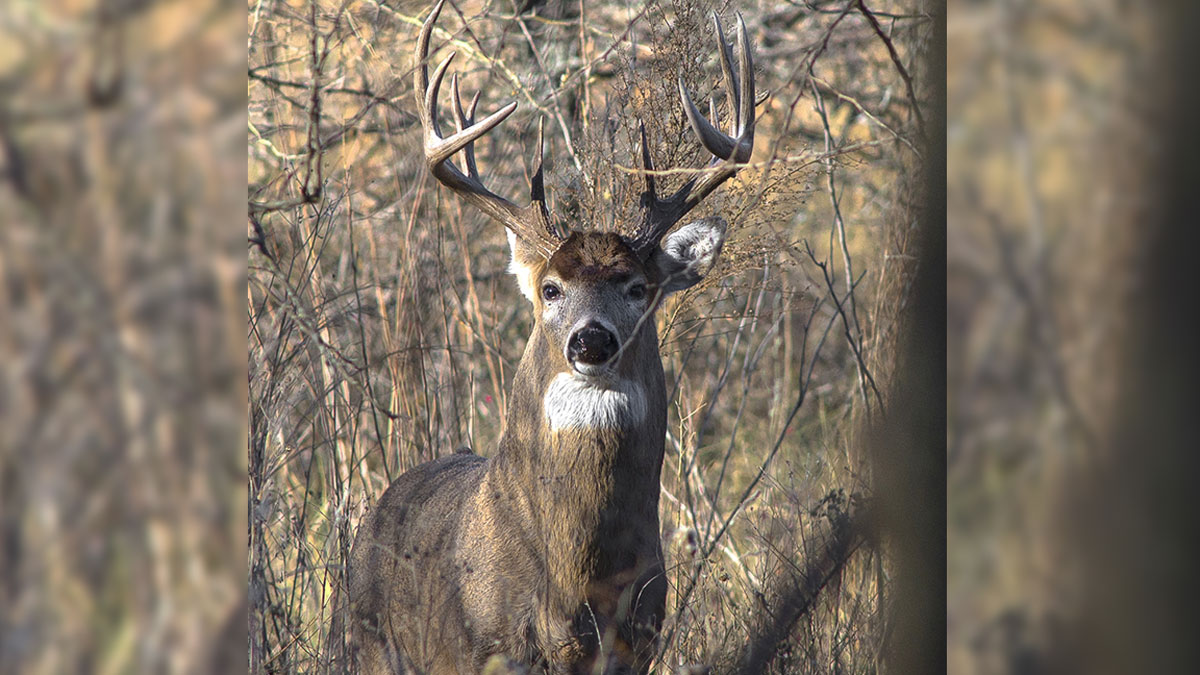 Idaho Releases 2020 Elk, Deer Hunting Outlook Rocky Mountain Elk