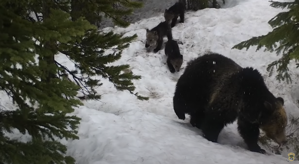 Watch: Grizzly Bear Cubs Emerge from Den | Rocky Mountain Elk Foundation