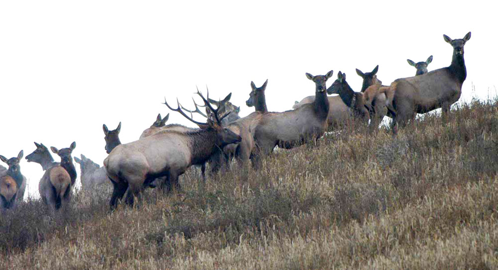 RMEF Committed To Growing Eastern Elk Populations | Rocky Mountain Elk ...