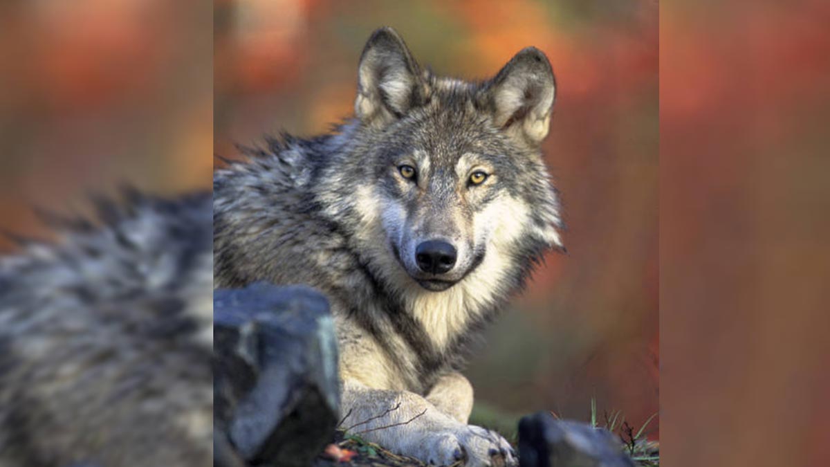 Colorado Parks and Wildlife to Plan Restoration Efforts for Gray Wolves