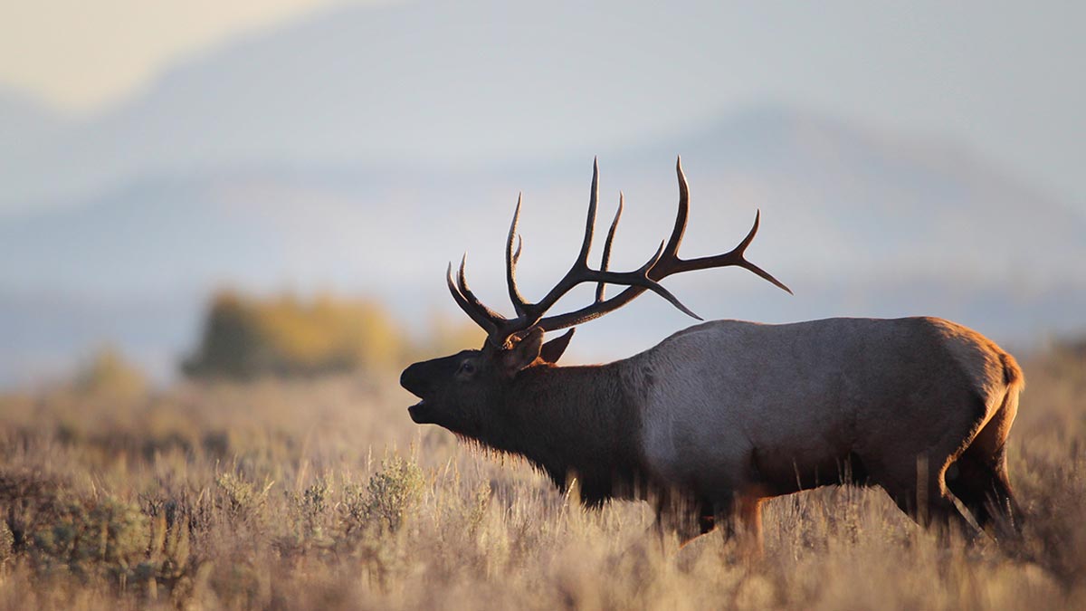 Wyoming Seeks Information about Elk, Moose Poachings | Rocky Mountain ...