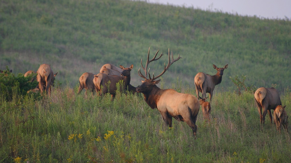 RMEF, Partners Offer Reward in Kentucky Elk Poaching Case | Rocky