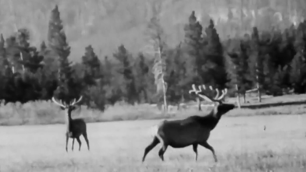 Watch 1939 Film Highlights Jackson Hole Elk Rocky Mountain Elk
