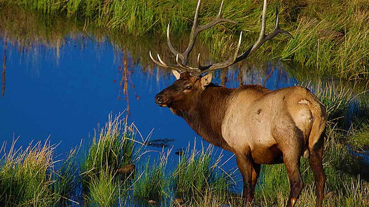 Apply Now to Hunt Big Game in Utah in 2021 Rocky Mountain Elk Foundation