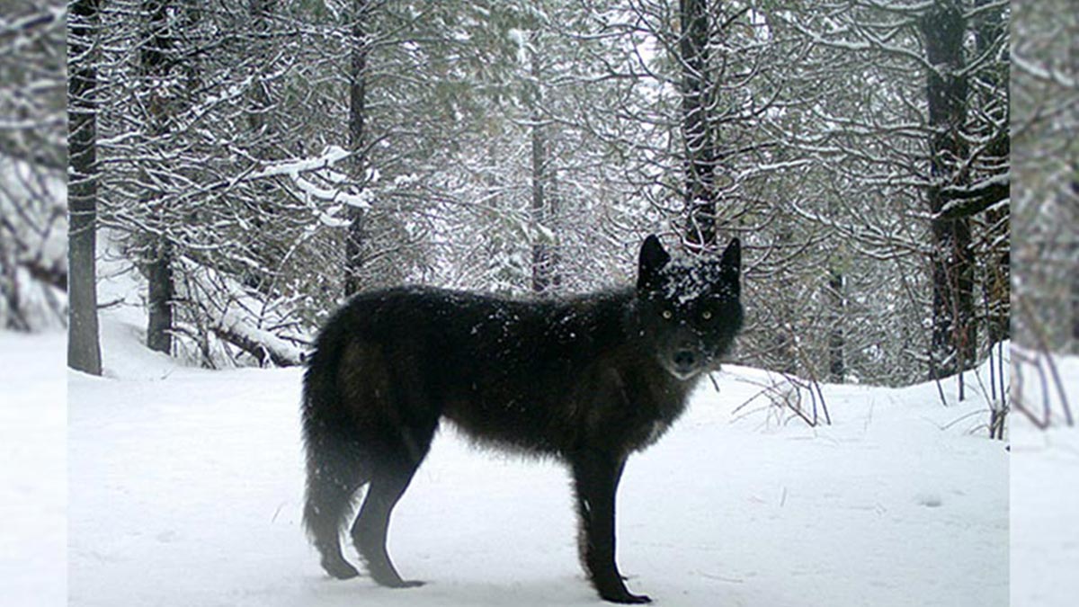 Minnesota, Oregon, South Dakota Weigh In on Gray Wolves Removed from