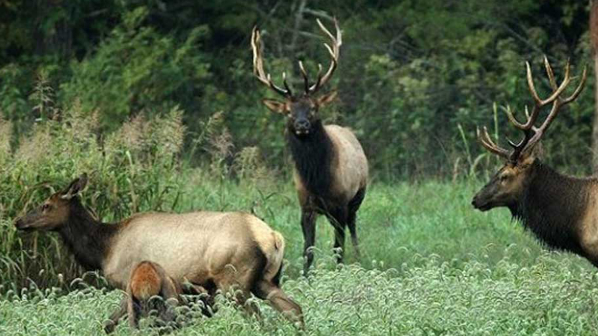 Arkansas 2020 Elk Harvest Stable, Sustainable Rocky Mountain Elk
