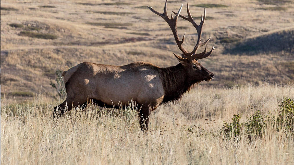 Oregon Man Sentenced for Poaching Elk in National Park Rocky Mountain
