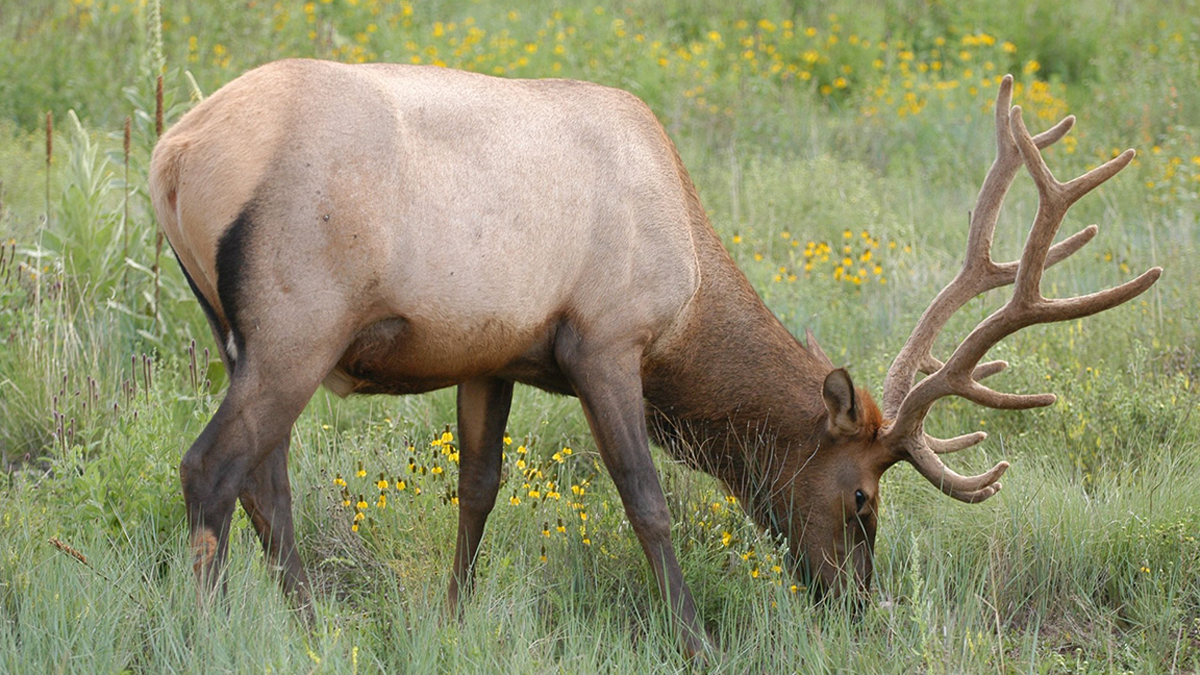Arizona Elk, Pronghorn Hunt Draw Results Available Rocky Mountain Elk