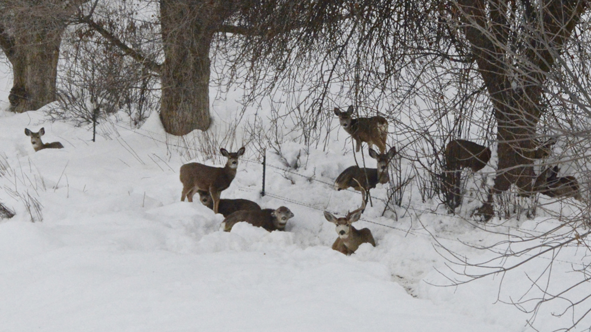 Idaho Winter Survival For Elk Calves, Mule Deer Fawns Slightly Above ...