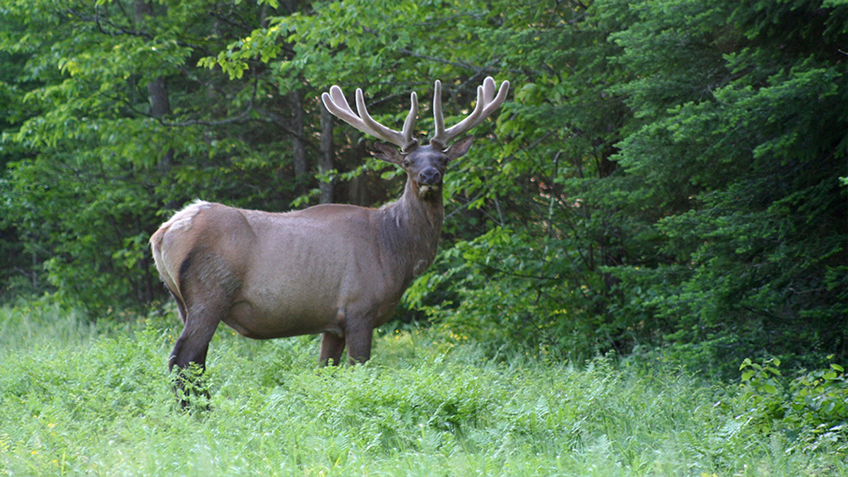 Wisconsin Deer License 2021