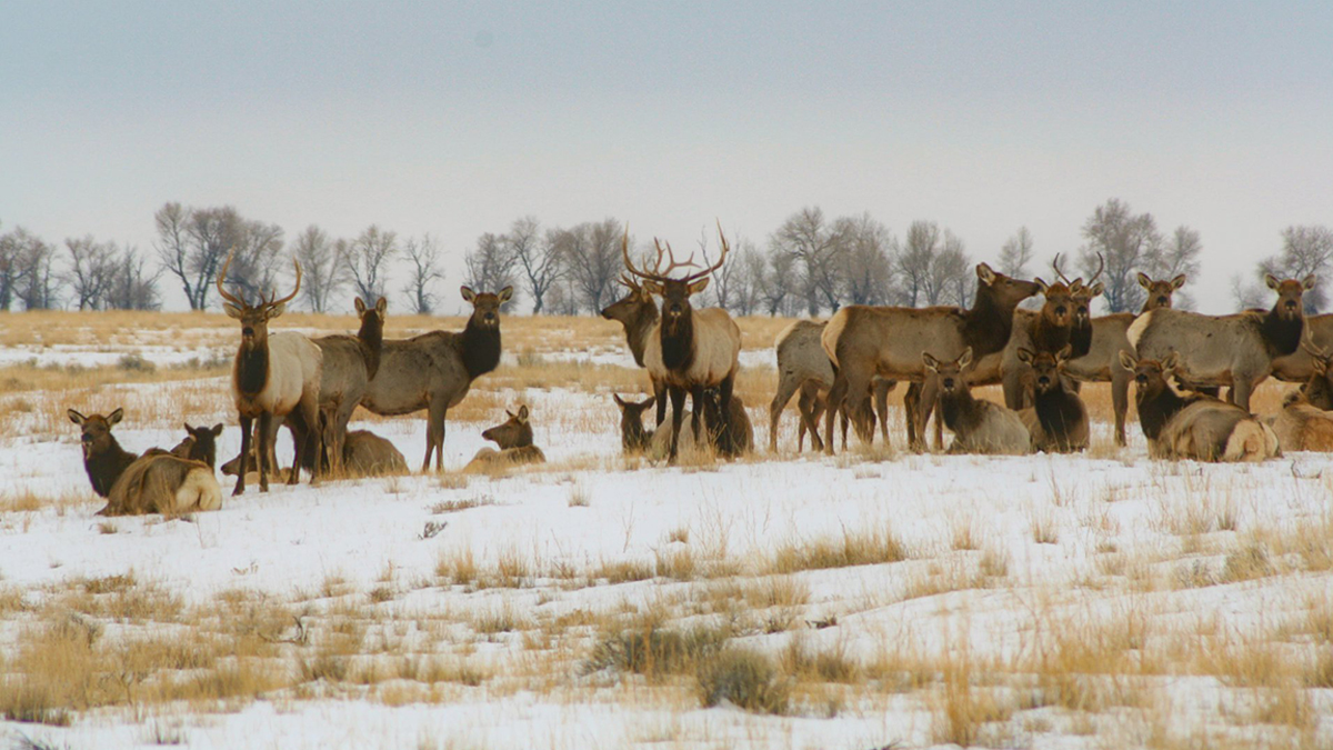 2021 Montana Elk, Deer Permit Deadline is April 1 Rocky Mountain Elk