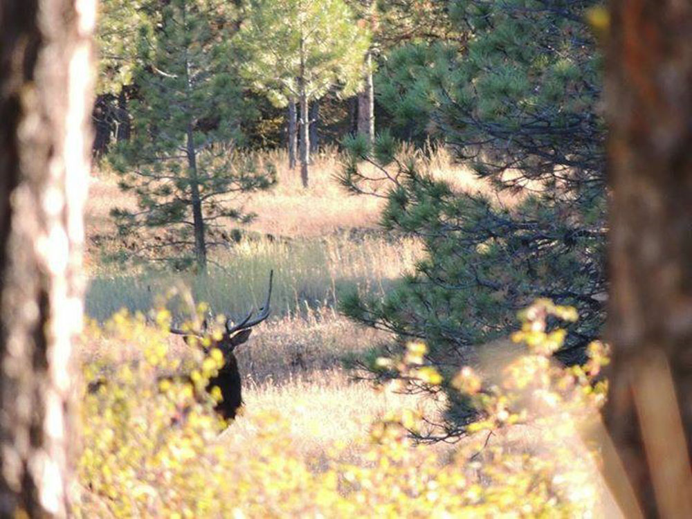 starkey experimental forest elk population