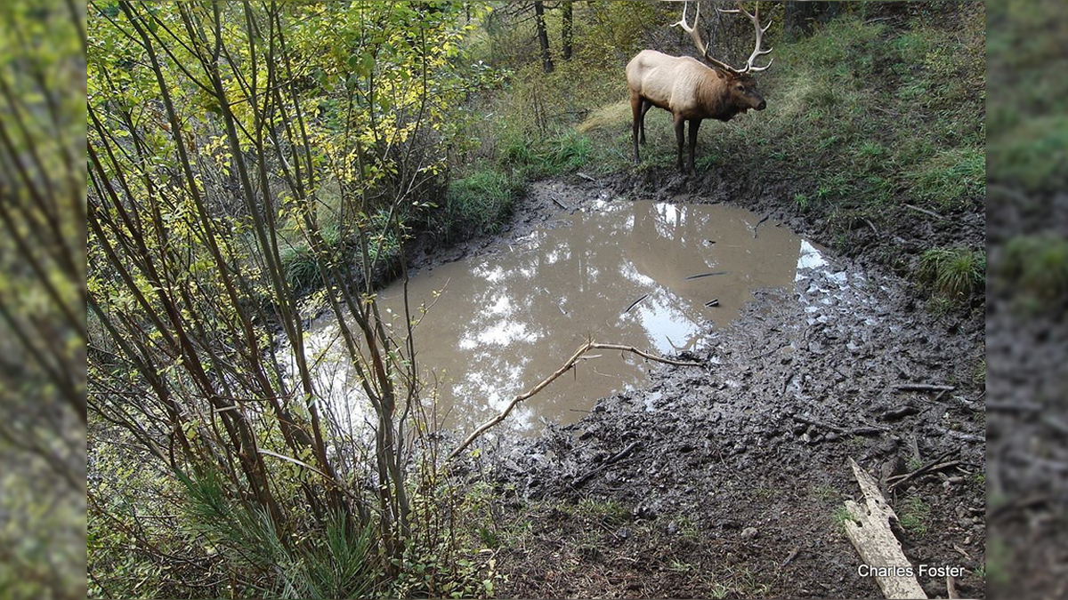 May 15 Marks Deadline for 2021 Oregon Controlled or Premium Hunts