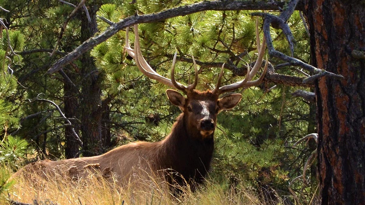 Application Period for 2021 Nebraska Elk Hunt Opens June 14 Rocky