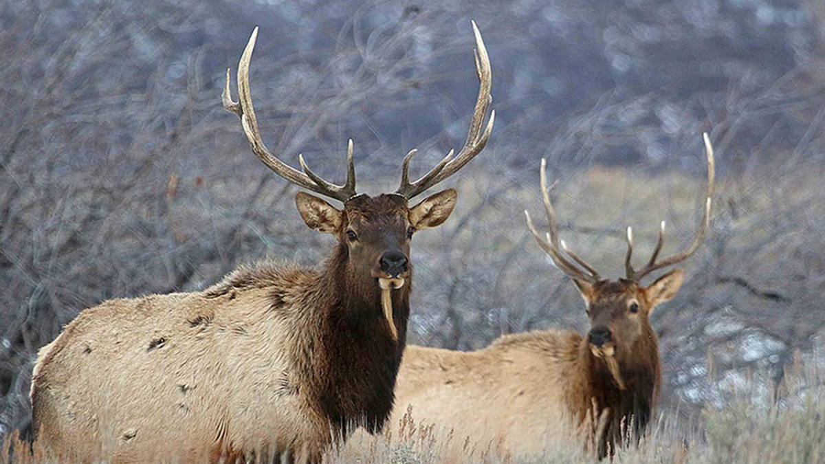 Remaining Utah Elk, Deer Permits on Sale July 8 | Rocky Mountain Elk ...