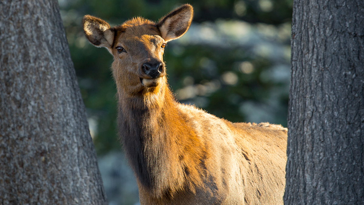 elk-hunting-q-a-how-do-you-call-in-a-cow-close-enough-for-a-shot