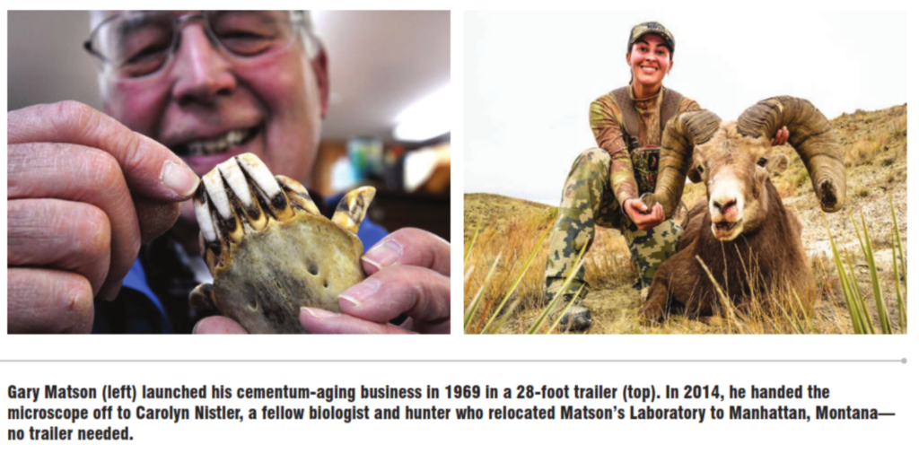 Cementum Aging Want the Truth? Slice the Tooth. Rocky Mountain Elk