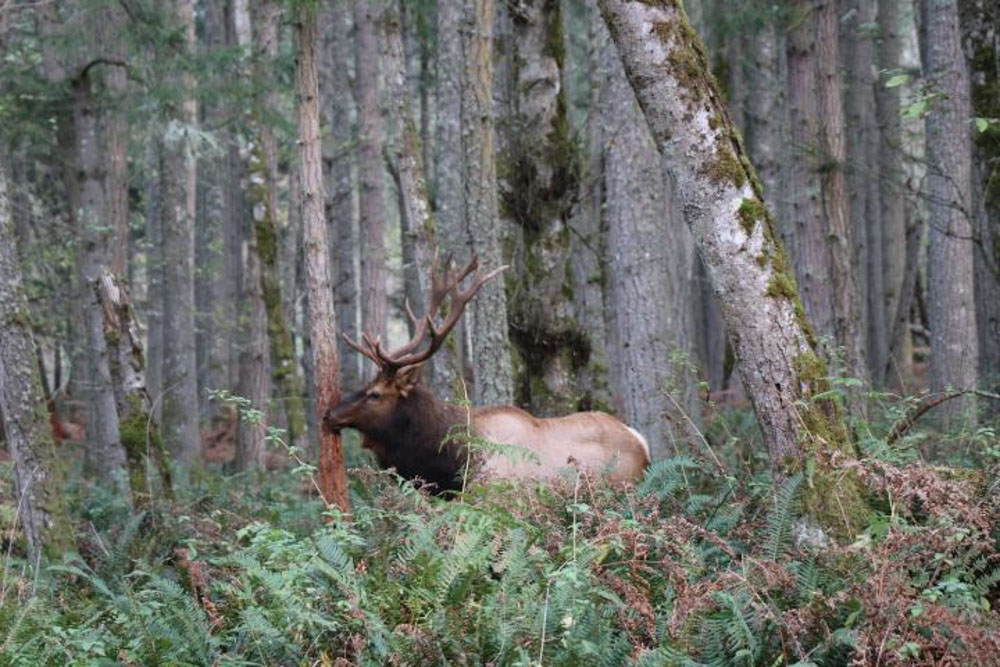 2021 Washington Hunting Prospects Rocky Mountain Elk Foundation