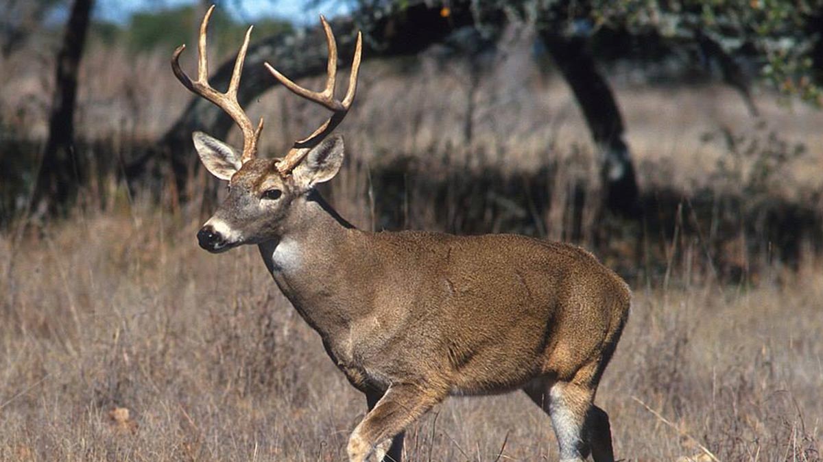 CWD Samples Up In Montana, 64 Test Positive So Far | Rocky Mountain Elk ...