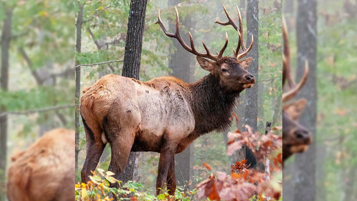 Five Elk Taken During Missouri’s Second Hunting Season Rocky Mountain