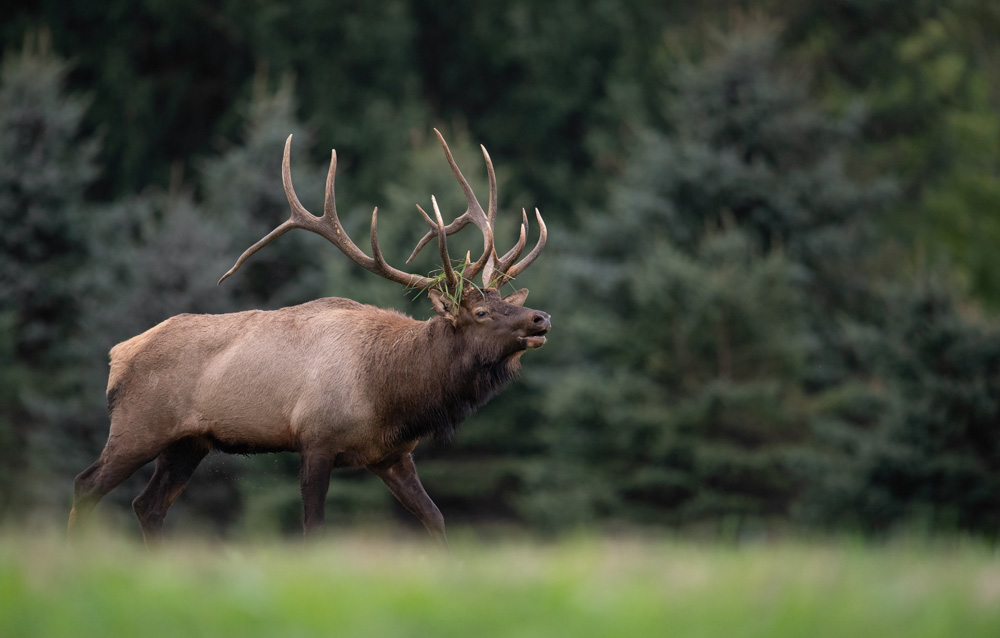 2021 Wisconsin Elk Hunt a Successful One, RMEF to Raffle 2022 Tag