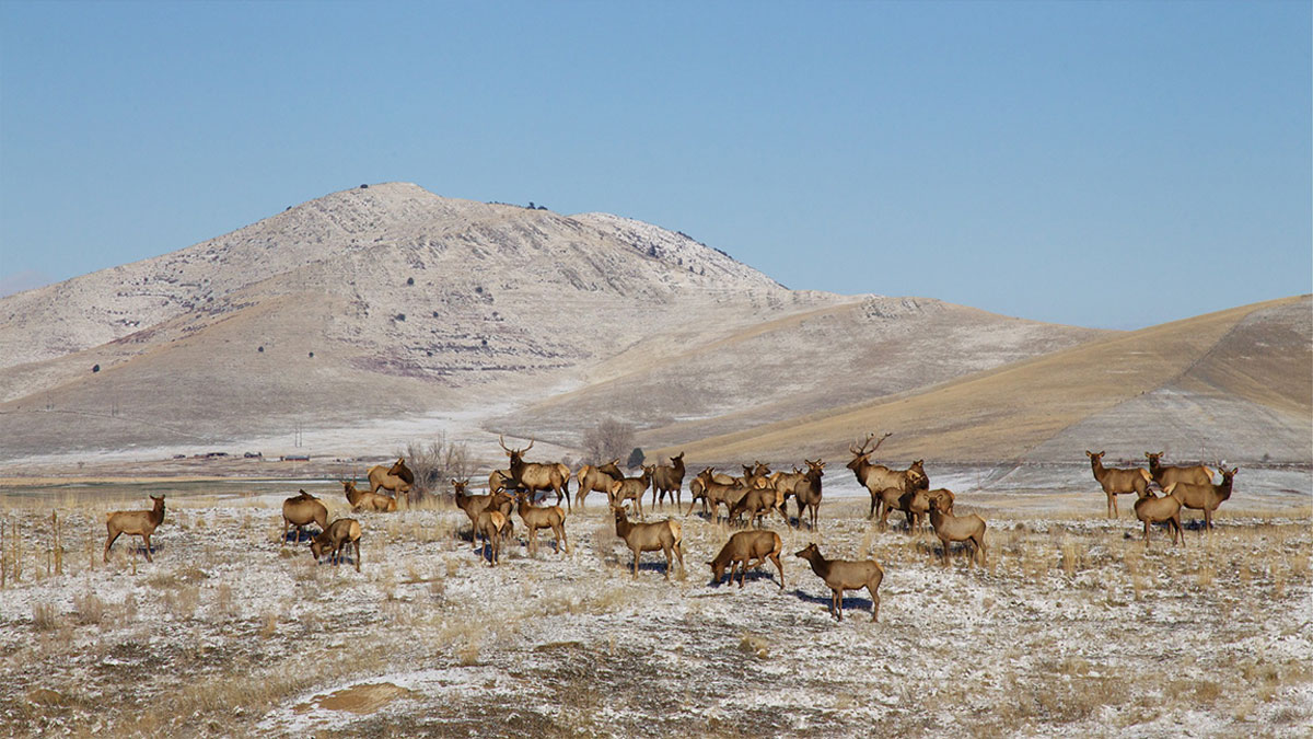 Nevada Big Game Tag Application Period Opens Rocky Mountain Elk