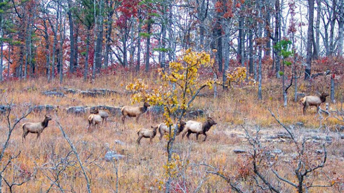 Five Elk Permits Available for 2022 Missouri Elk Hunt Rocky Mountain
