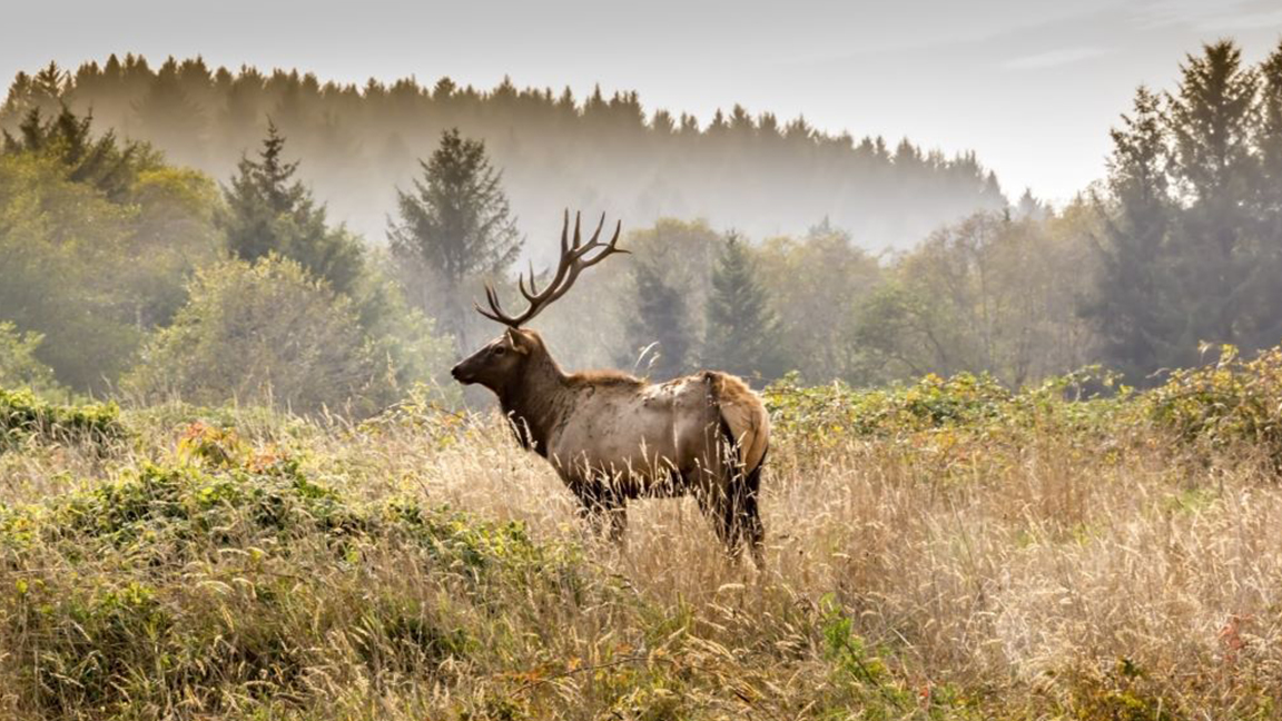 California Big Game Tag Drawing Applications Now Available Rocky