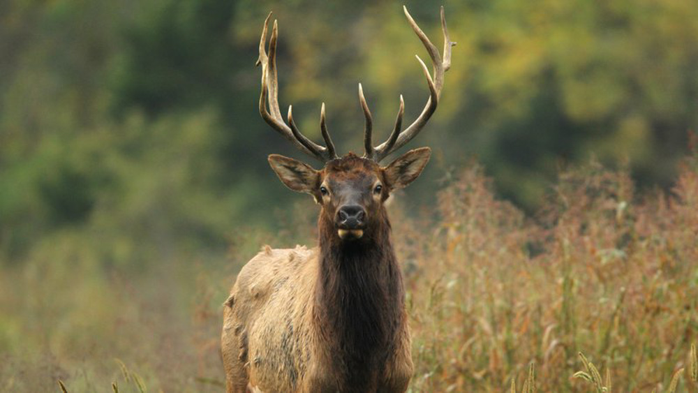 Arkansas Draws Elk Permits for 2022 Hunt Rocky Mountain Elk Foundation