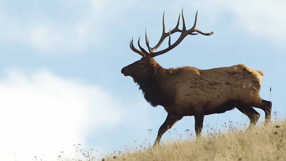 Surplus Elk, Other Game Permits Available for Limited Time in Montana