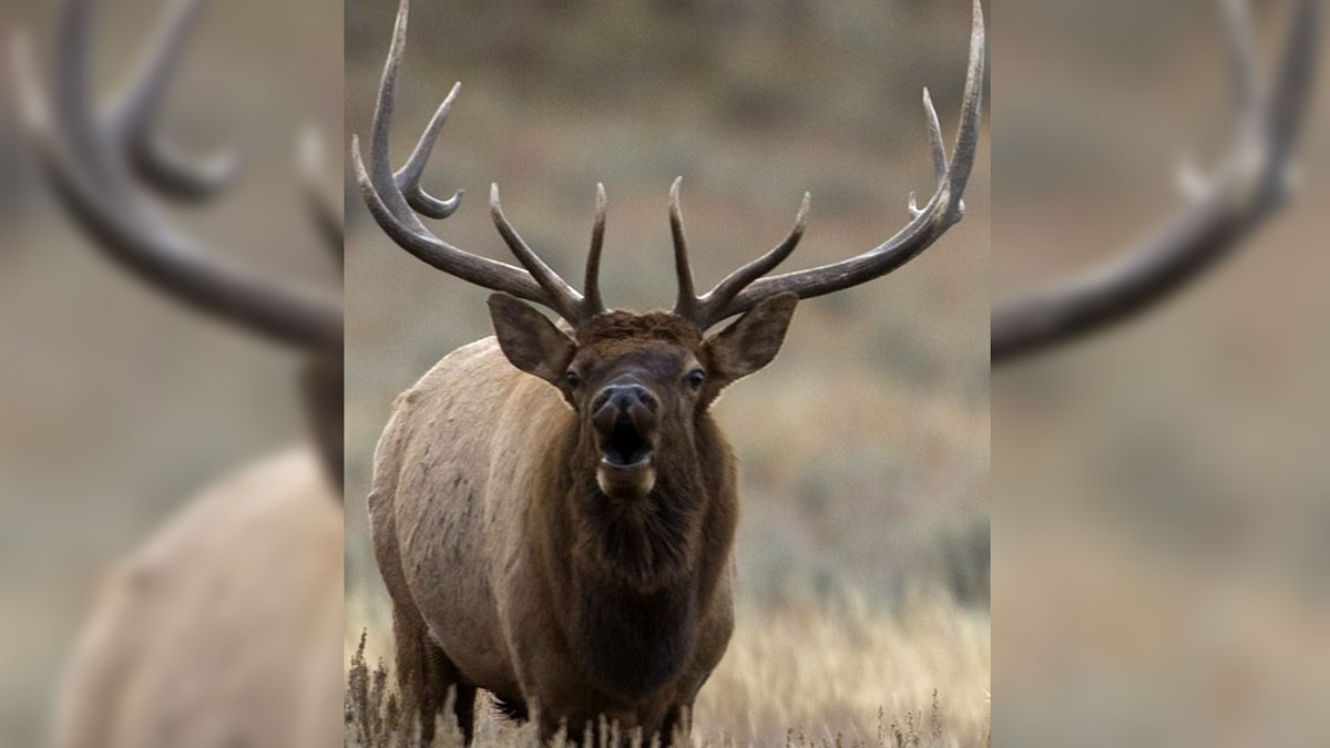 Wyoming to Hunters We Need Your Help Rocky Mountain Elk Foundation