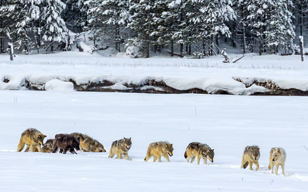 Montana Wolf Population Remains Stable Through 2021 | Rocky Mountain