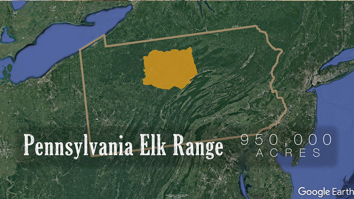 Elk Hunting Interest Increasing in Pennsylvania Rocky Mountain Elk