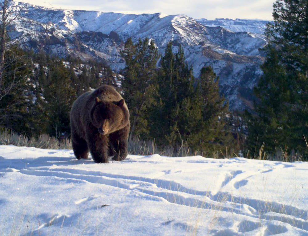 Feds Circle Back On Effort To Introduce Grizzlies Into North Cascades ...