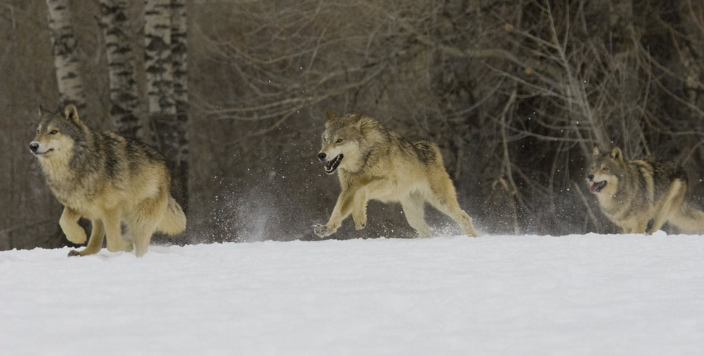 Court Order Alters Montana Wolf Hunting Season | Rocky Mountain Elk